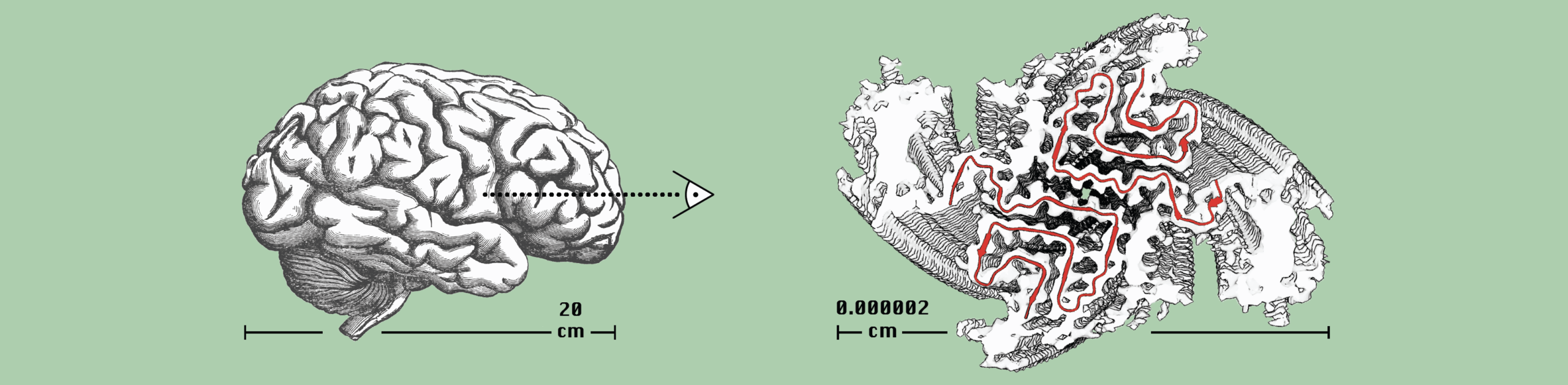 Comprendre la maladie de Parkinson à l’échelle moléculaire